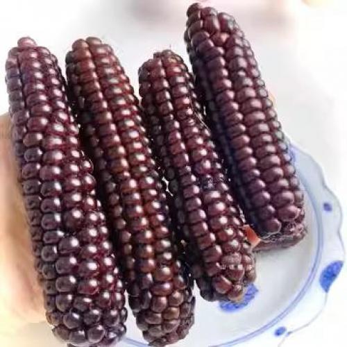 REVAGON Glutinous Black Corn-Finger size 500g